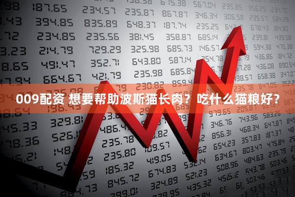 009配资 想要帮助波斯猫长肉？吃什么猫粮好？